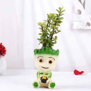 Jade Plant In Groot Pot