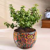 Jade Plant In Hand-Painted Pot