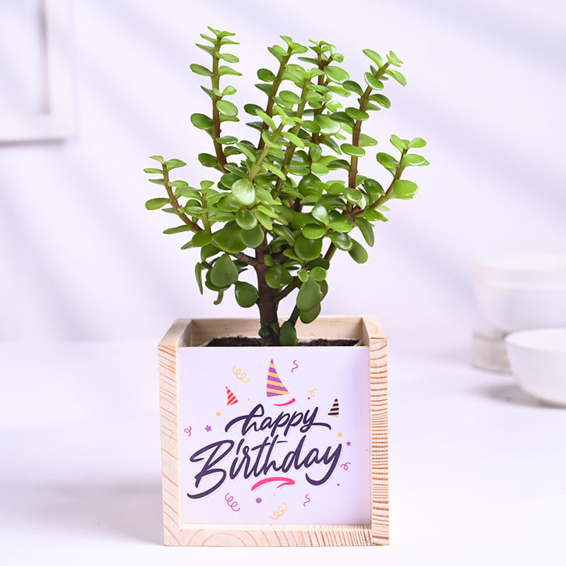 Jade Plant In Happy Birthday Wooden Pot