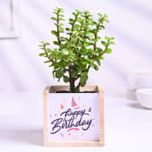 Jade Plant In Happy Birthday Wooden Pot