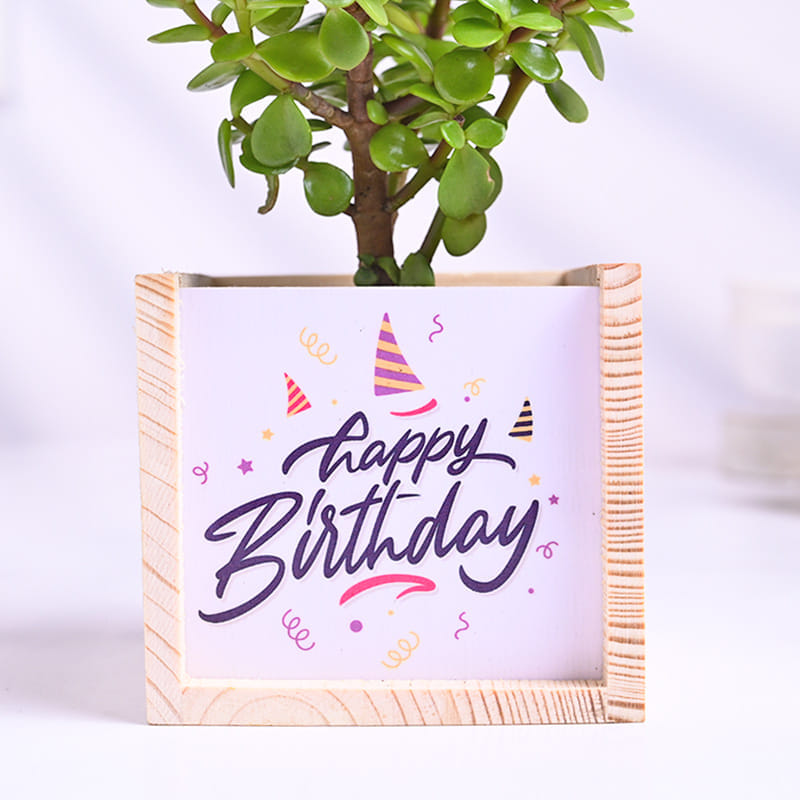 Jade Plant In Happy Birthday Wooden Pot
