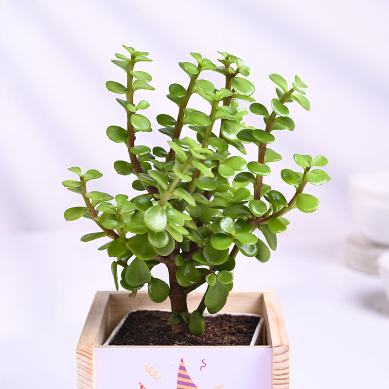 Jade Plant In Happy Birthday Wooden Pot