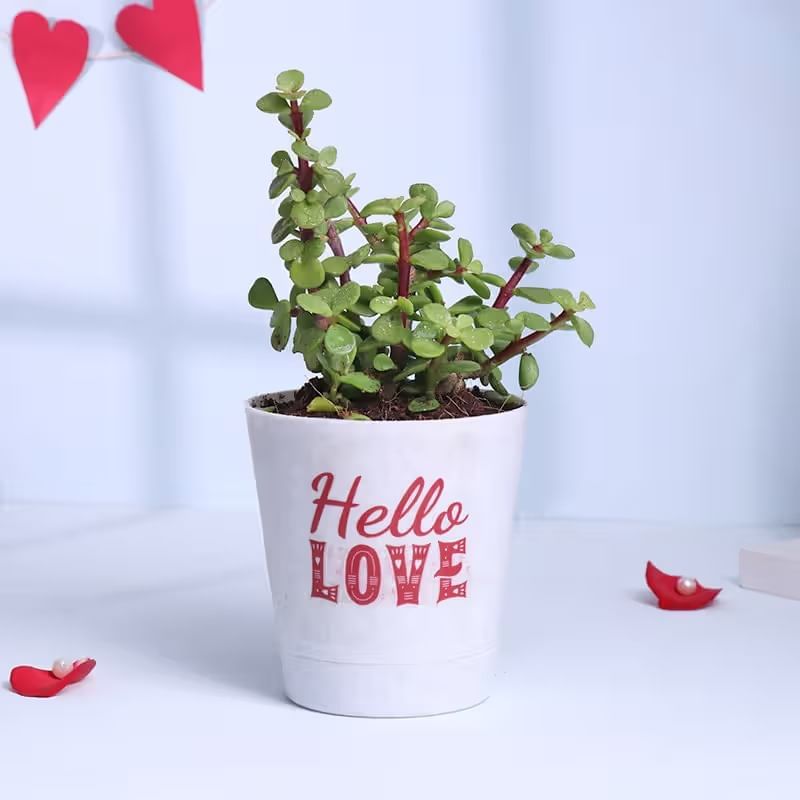 Product Image Video