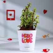 Jade Plant In Hello Love Pot