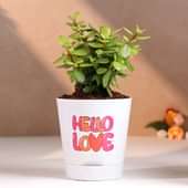 Jade Plant In Hello Love White Pot