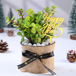 Jade Plant In Jute Pot For New Year