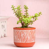 Jade Plant In Leaf Design Terracotta Pot