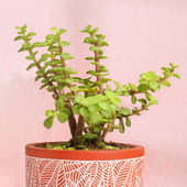 Jade Plant Online