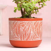 Jade Plant in Terracotta Pot Online