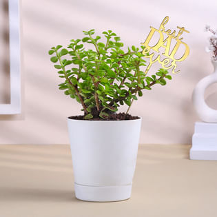 Jade Plant In Plastic Taper Pot For Dad