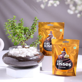 Jade Plant In Potpourri Vase With Chocolates