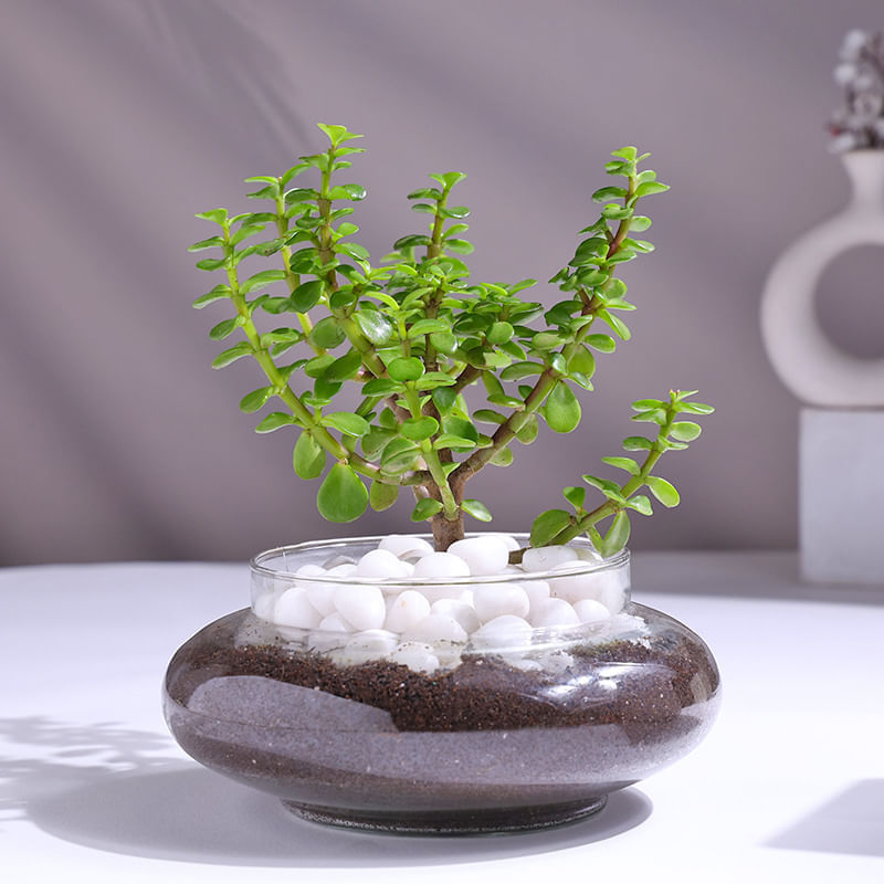Product Image Video