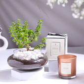 Jade Plant In Potpourri Vase With Scented Candle
