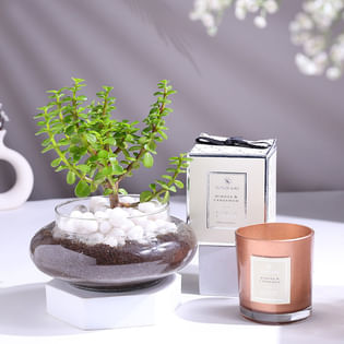 Jade Plant In Potpourri Vase With Scented Candle