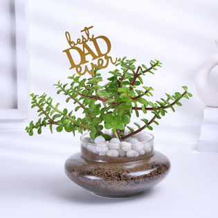 Jade Plant In Potpurri Glass Pot For Dad