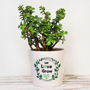 Jade Plant In Printed White Vase
