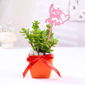 Jade Plant In Red Blossom Pot With Love Topper