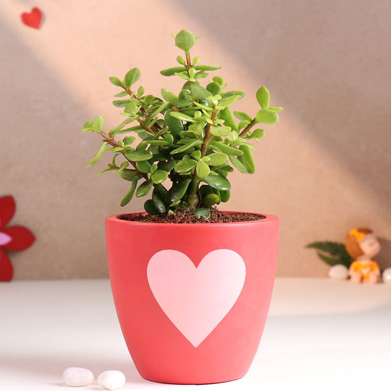 Jade Plant In Red Love Pot