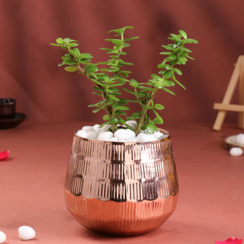 Jade Plant In Rose Gold Pot