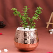 Jade Plant In Rose Gold Pot