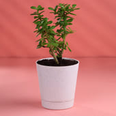 Jade Plant in Taper Pot