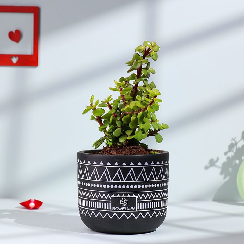 Jade Plant In Tribal Art Terracotta Pot
