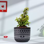 Jade Plant In Tribal Art Terracotta Pot