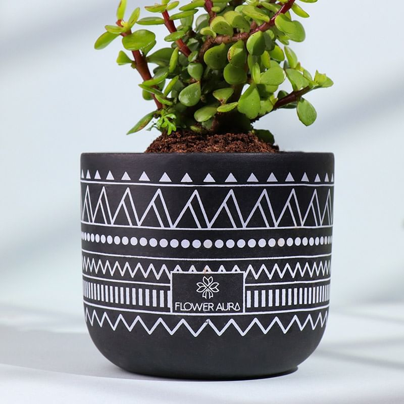 Product Image Video