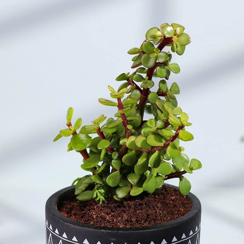 Product Image Video