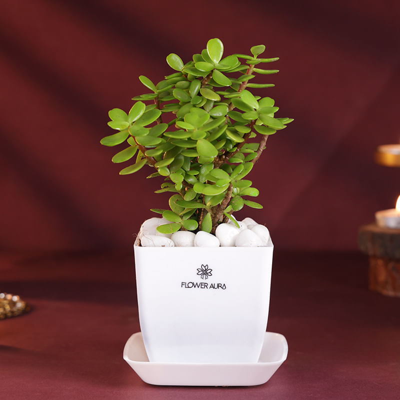 Product Image Video