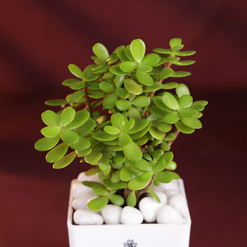 Product Image Video