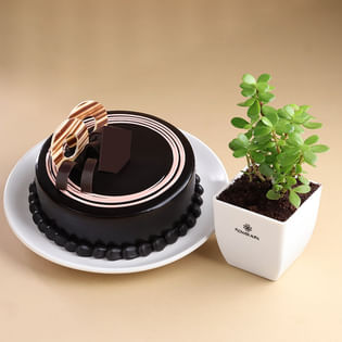 Jade Plant N Choco Truffle Cake