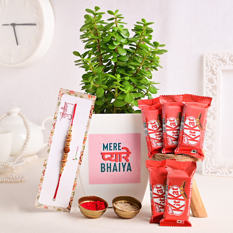 Jade Plant N Chocolates With Rudraksh Rakhi