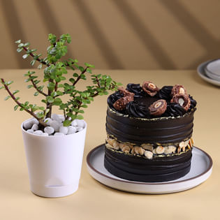 Jade Plant N Ferrero Rocher Chocolate Cake Combo