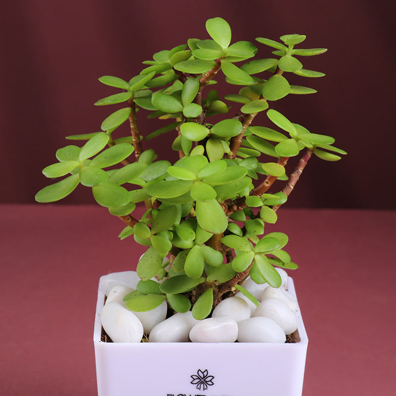 Product Image Video