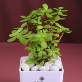 Jade Plant N Karwa Chauth Rituals Hamper