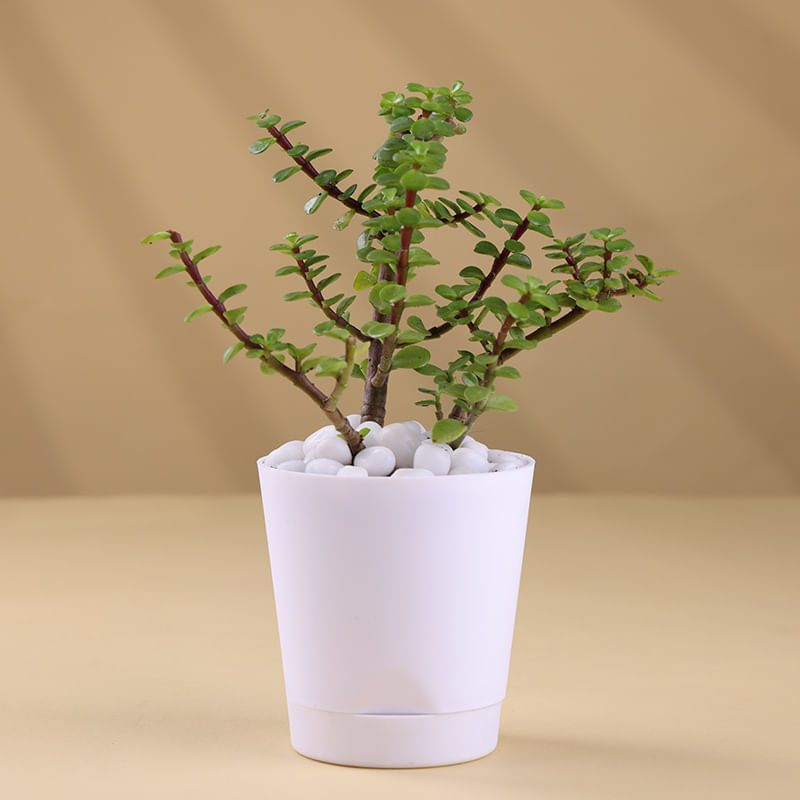 Product Image Video