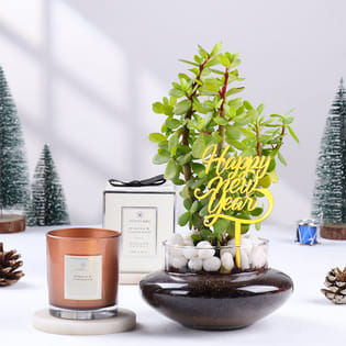 Jade Plant N Scented Candle New Year Combo