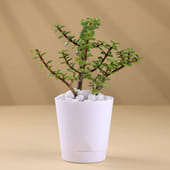 Jade Plant Taper Pot