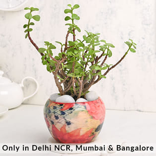 Jade Plant With Abstract Print Pot