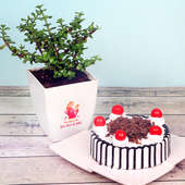 Jade Plant with Blackforest Cake Combo for Mom
