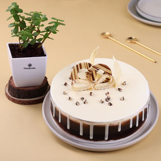 Jade Plant With Black Forest Drip Cake