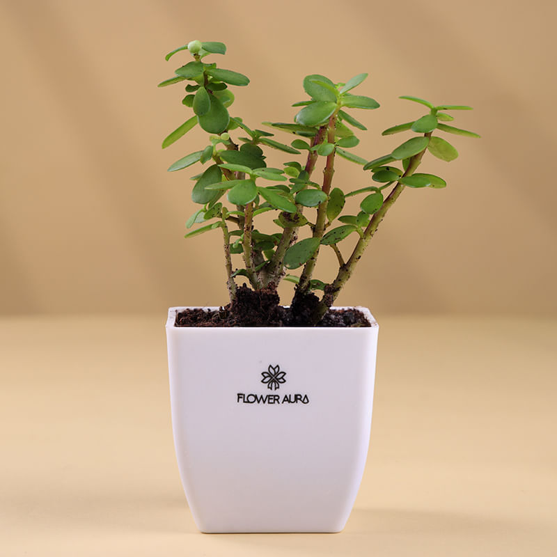 Product Image Video