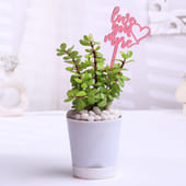 Jade Plant With Love You More Topper