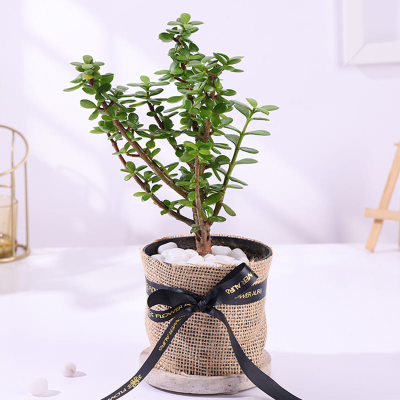 Jade Plant With Mug N Treats For Dad