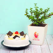 Jade Plant with Pineapple Cake Combo for Mom
