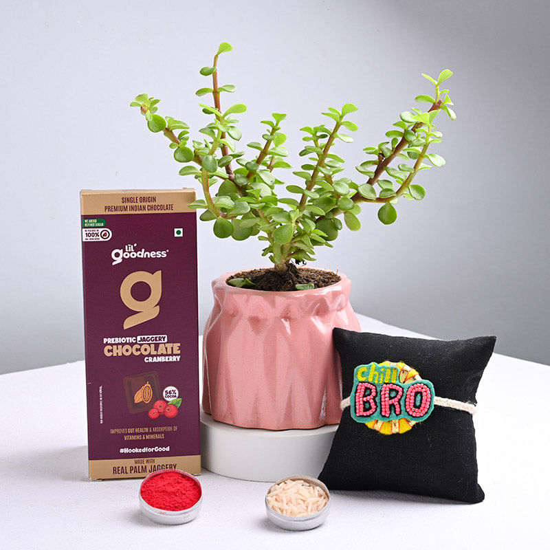 Jade Plant With Quirky Rakhi N Chocolate