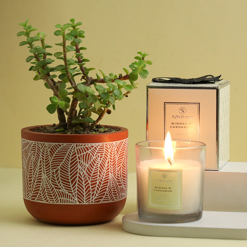 Jade Plant With Scented Candle