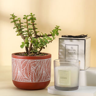 Desktop Plant N Candle Gift Set