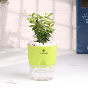 Jade Plant With Sustainable Self Watering Pot
